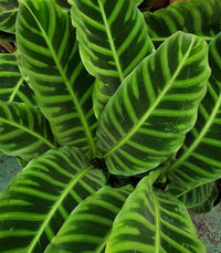 Prayer Plant (Calathea zebrina) - Ladybird Nursery
