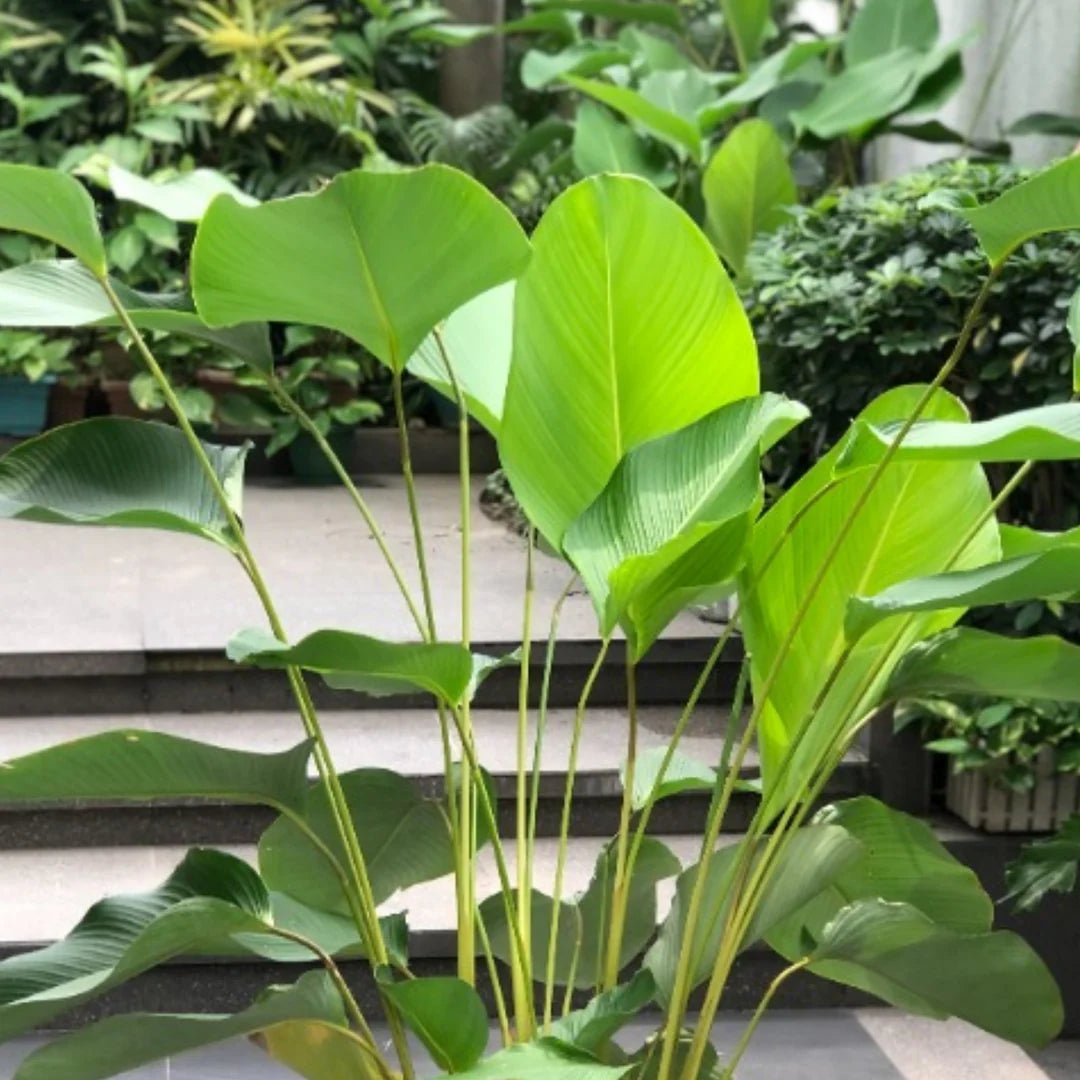 Calathea Lutea (Cuban Cigar) - Ladybird Nursery