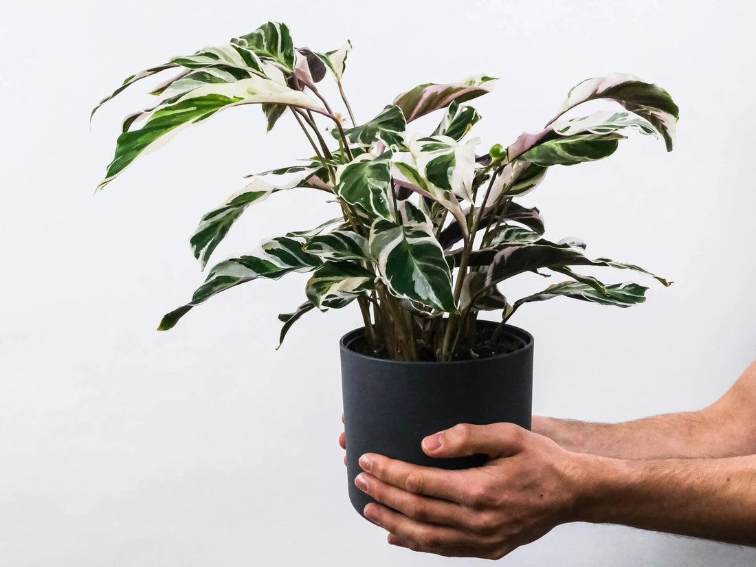 Calathea White Fusion - Ladybird Nursery