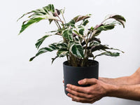 Calathea White Fusion