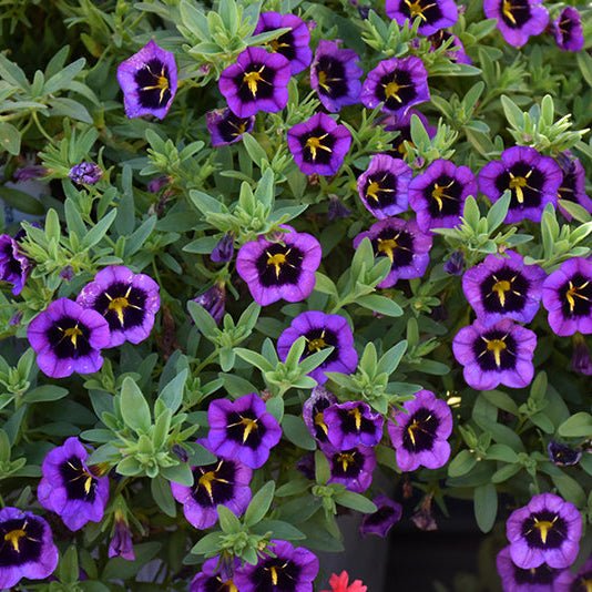 Calibrachoa Cabaret 'Midnight Kiss' Hanging Basket - Ladybird Nursery