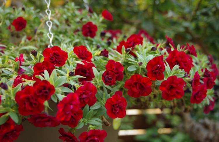 Calibrachoa Superbells® 'Double Ruby' - Ladybird Nursery