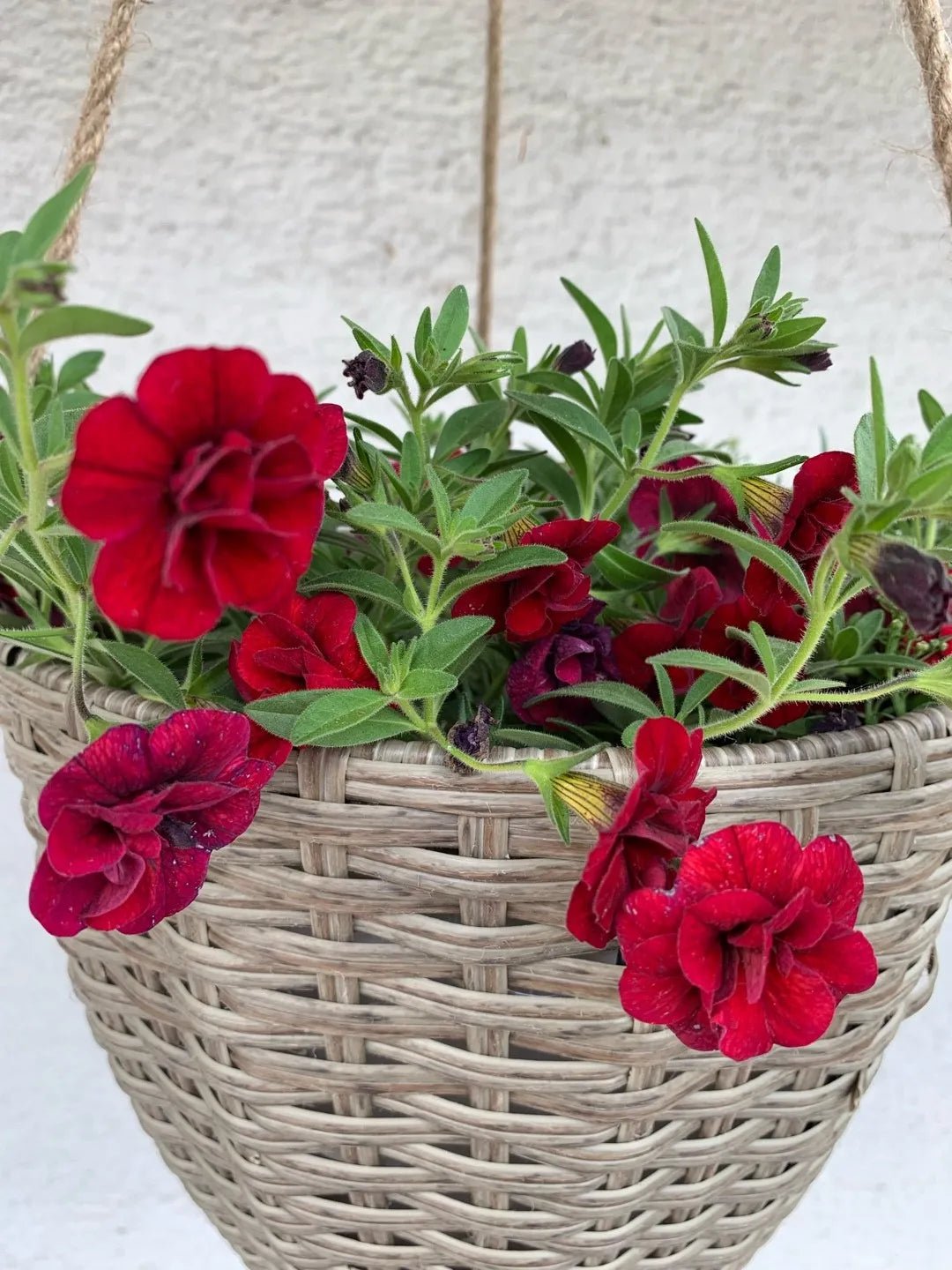 Calibrachoa Superbells® 'Double Ruby' - Ladybird Nursery