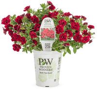 Calibrachoa Superbells® 'Double Ruby' - Ladybird Nursery