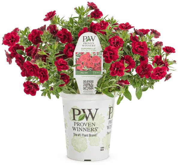 Calibrachoa Superbells® 'Double Ruby' - Ladybird Nursery