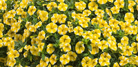 Calibrachoa Superbells® ‘Lemon Slice’ - Ladybird Nursery