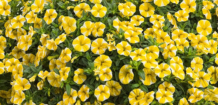 Calibrachoa Superbells® ‘Lemon Slice’ - Ladybird Nursery