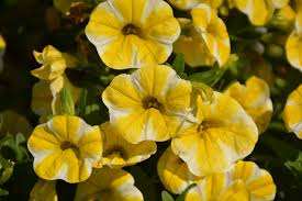 Calibrachoa Superbells® ‘Lemon Slice’ - Ladybird Nursery