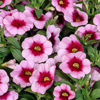 Calibrachoa 'Aloha Tiki Pink'