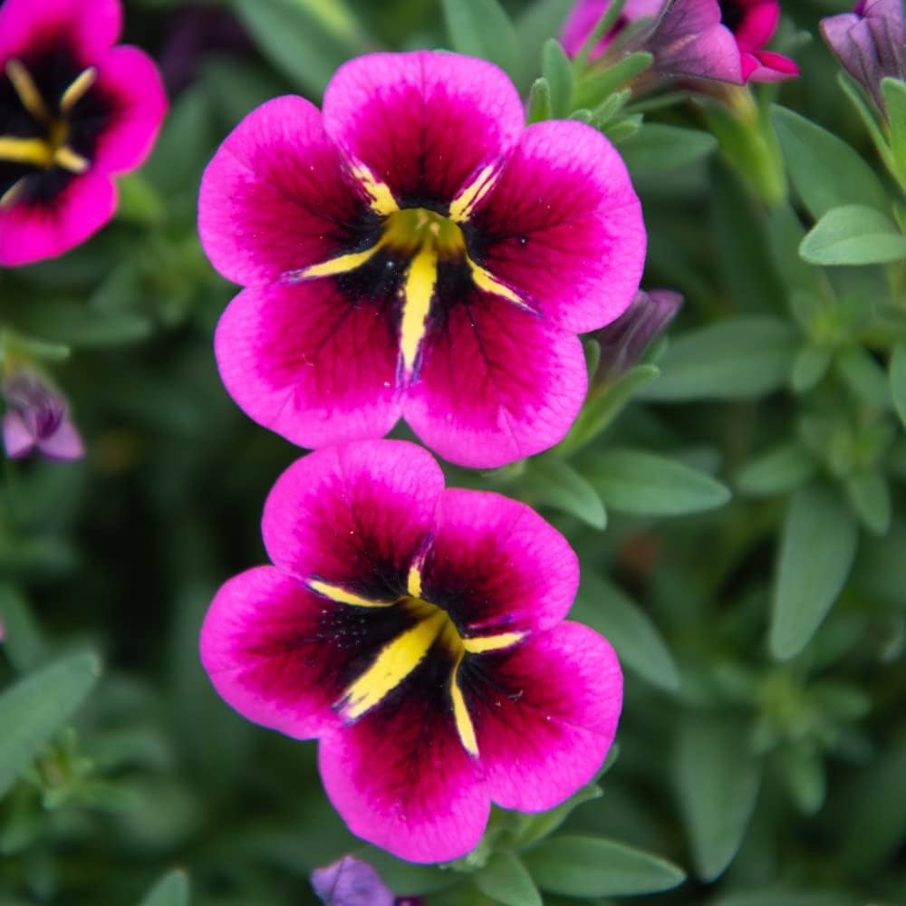 Calibrachoa Cabaret 'Goodnight Kiss' Hanging Basket - Ladybird Nursery