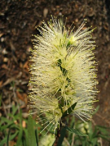 Weeping Bottlebrush Wilderness White (Callistemon viminalis)