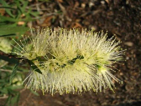 Weeping Bottlebrush Wilderness White (Callistemon viminalis)