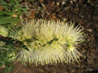 Weeping Bottlebrush Wilderness White (Callistemon viminalis)