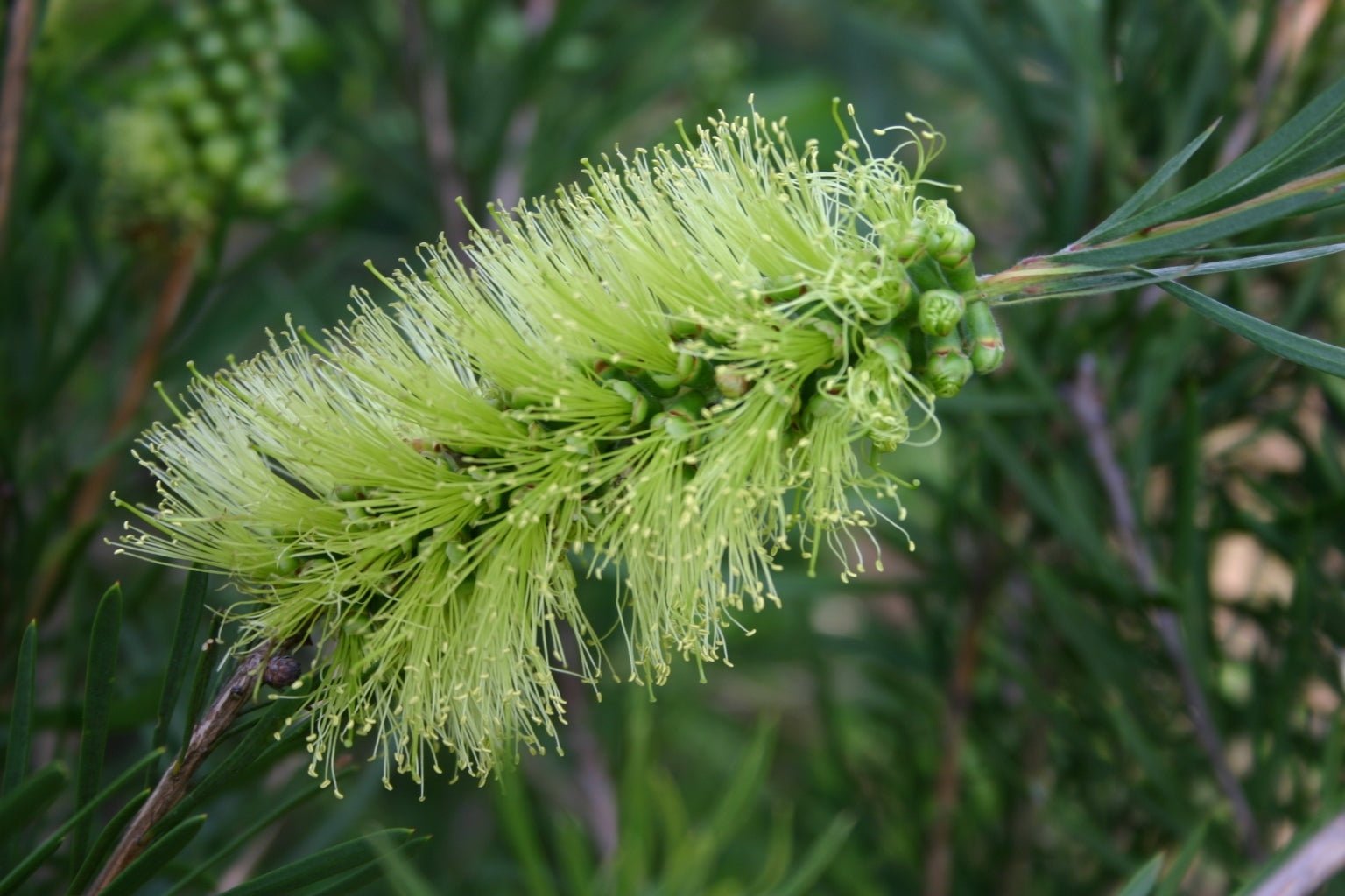 Bottlebrush Green (Callistemon pachyphyllus) - Ladybird Nursery