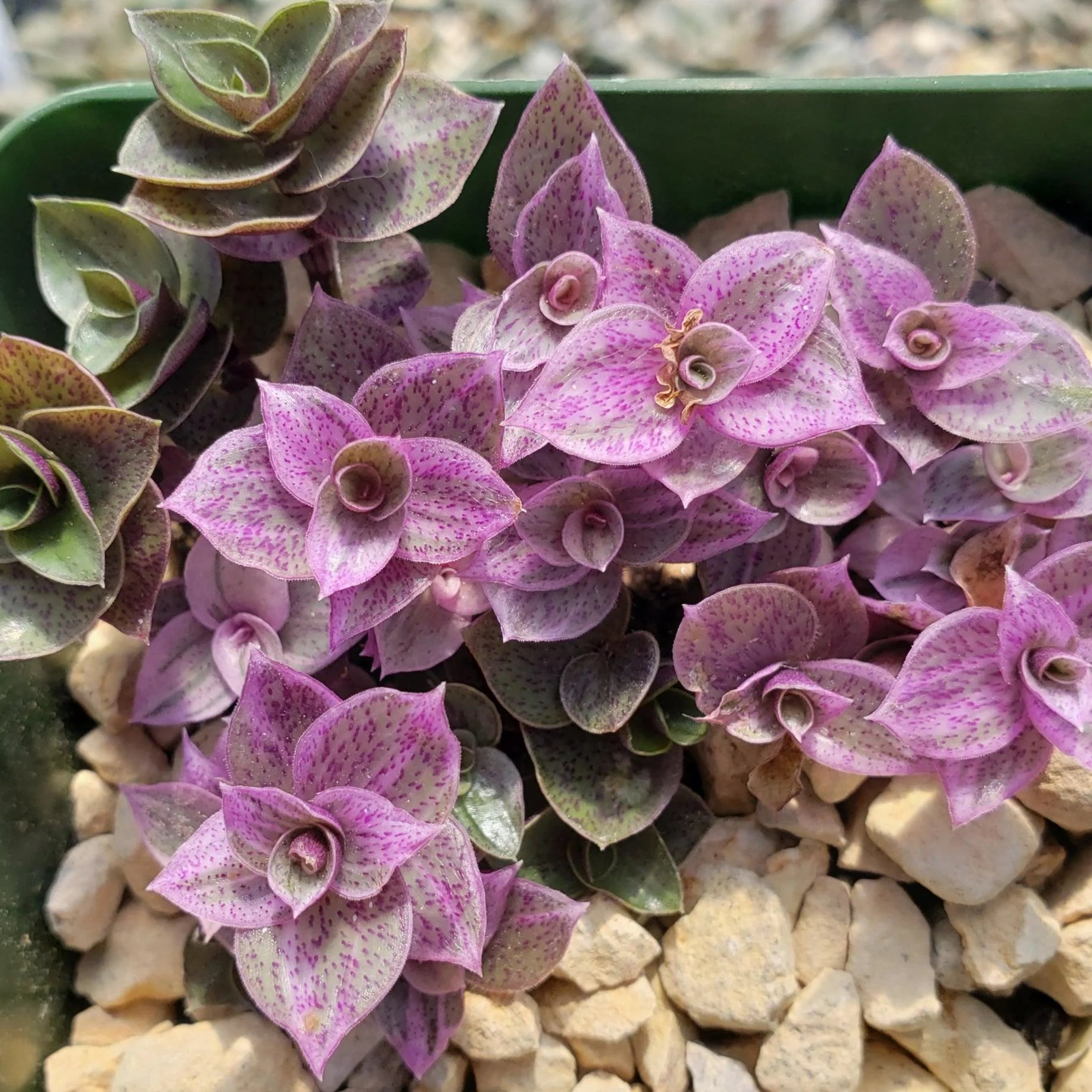 Turtle Vine Pink Panther (Callisia repens)