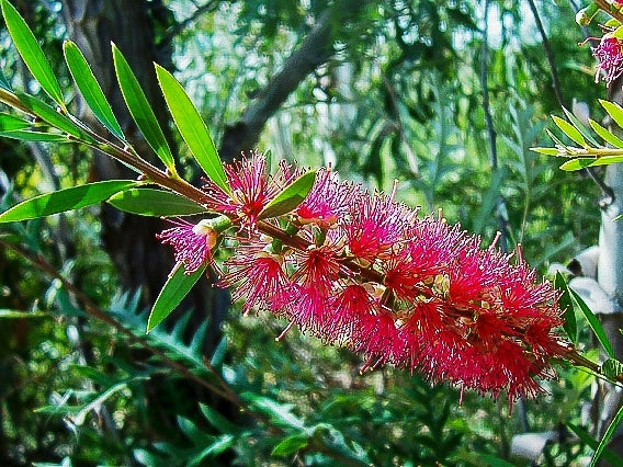 Bottlebrush Candy Pink(Callistemon)