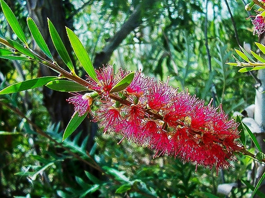 Bottlebrush Candy Pink(Callistemon)