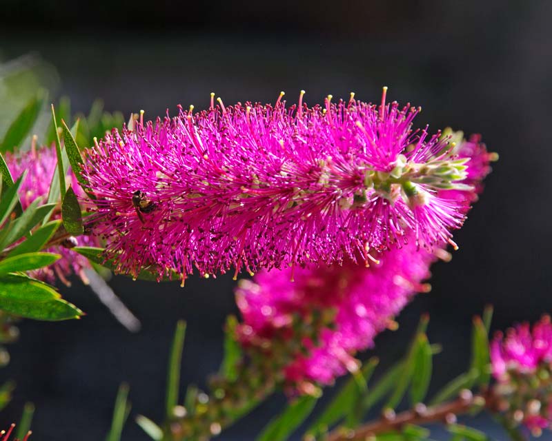 Bottlebrush Purple Splendour 200mm Pot (Callistemon)