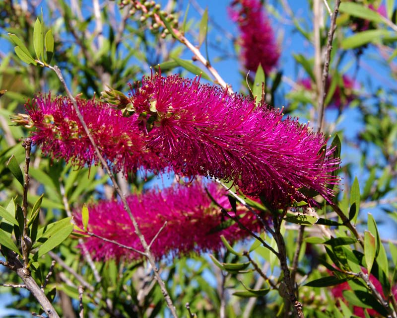 Bottlebrush Mauve Mist (Callistemon) - Ladybird Nursery
