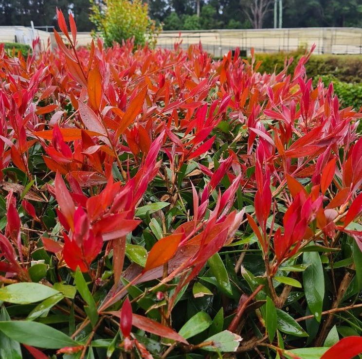 Bottlebrush Mr Foster (Callistemon) - Ladybird Nursery