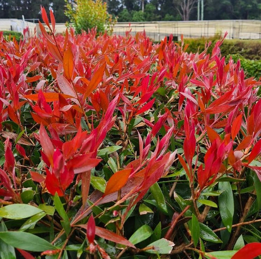 Bottlebrush Mr Foster (Callistemon)
