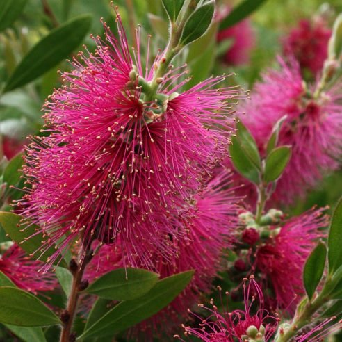 Bottlebrush Perth Pink (Callistemon salignus) - Ladybird Nursery