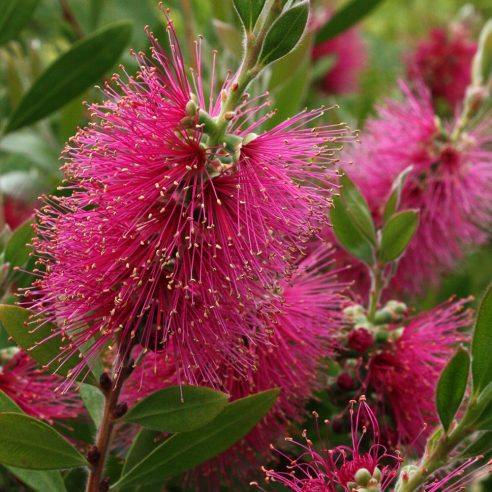 Bottlebrush Perth Pink (Callistemon salignus)