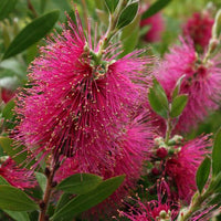 Bottlebrush Perth Pink (Callistemon salignus)