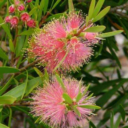 Bottlebrush All Aglow(Callistemon) - Ladybird Nursery