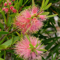 Bottlebrush All Aglow(Callistemon)