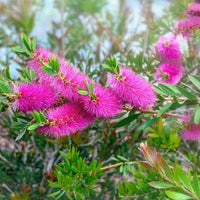 Callistemon 'Purple Cloud' 200mm Pot - Ladybird Nursery