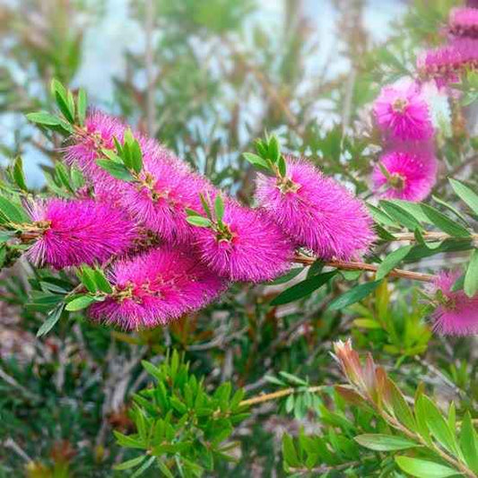 Callistemon 'Purple Cloud' 200mm Pot - Ladybird Nursery