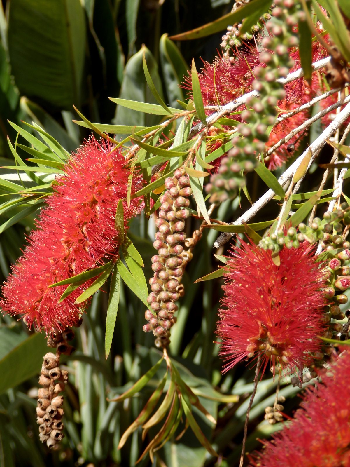 Bottlebrush Red Devil (Callistemon) - Ladybird Nursery