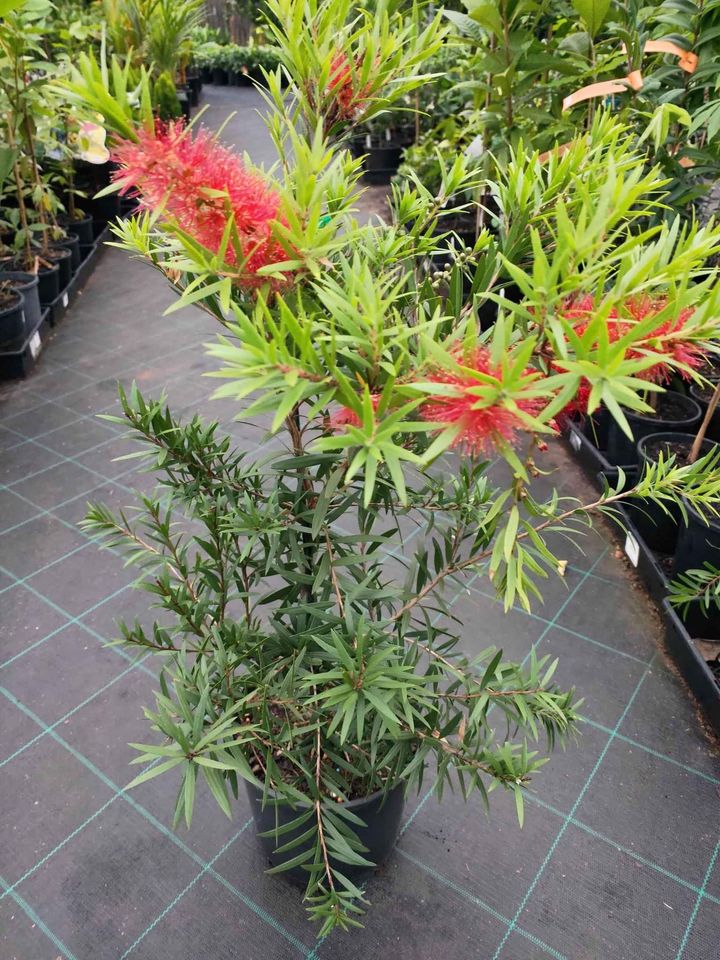 Callistemon 'Rose Opal' - Ladybird Nursery