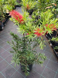 Callistemon 'Rose Opal'