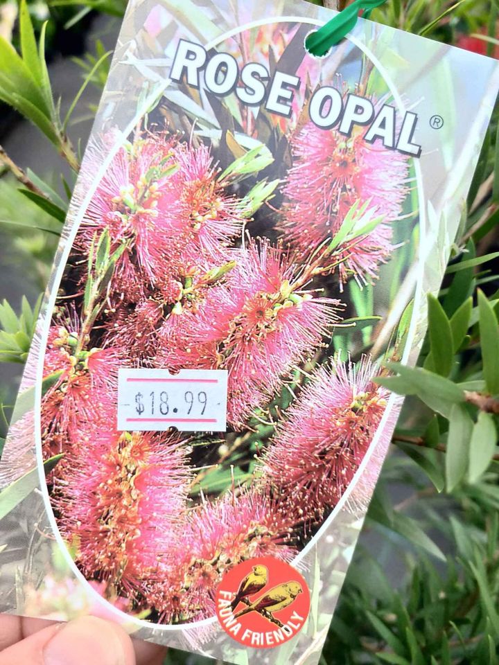 Callistemon 'Rose Opal' - Ladybird Nursery