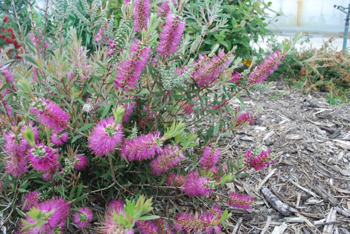 Bottlebrush Rosy Morn™ (Callistemon)