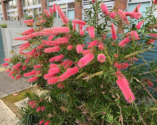 Bottlebrush Taree Pink (Callistemon)