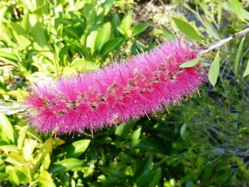 Bottlebrush Taree Pink (Callistemon)