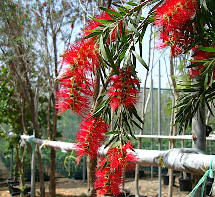 Weeping Bottlebrush (Callistemon viminalis)