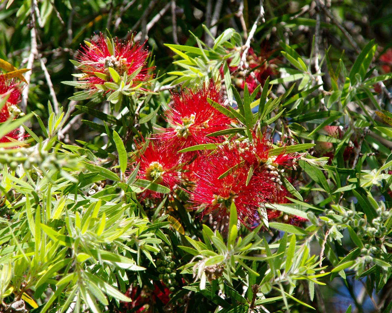 Weeping Bottlebrush Captain Cook (Callistemon viminalis) - Ladybird Nursery