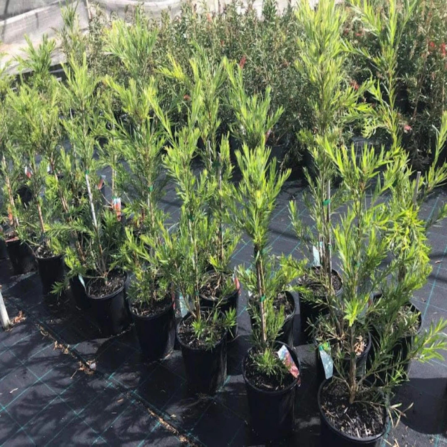 Bottlebrush Western Glory (Callistemon)