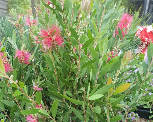 Bottlebrush Western Glory (Callistemon)