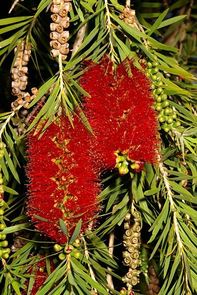 Weeping Bottlebrush (Melaleuca viminalis) - Ladybird Nursery
