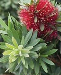Weeping Bottlebrush Little Silver (Callistemon viminalis) - Ladybird Nursery