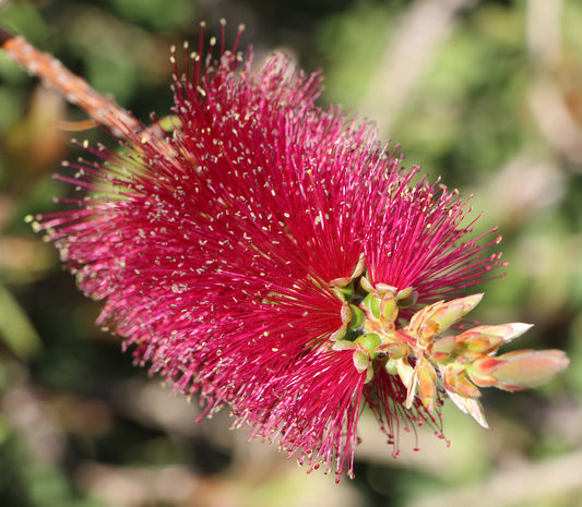 Bottlebrush (Callistemon Burgundy)