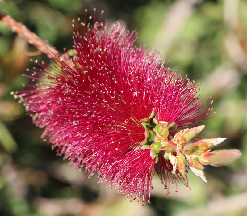 Bottlebrush (Callistemon Burgundy)