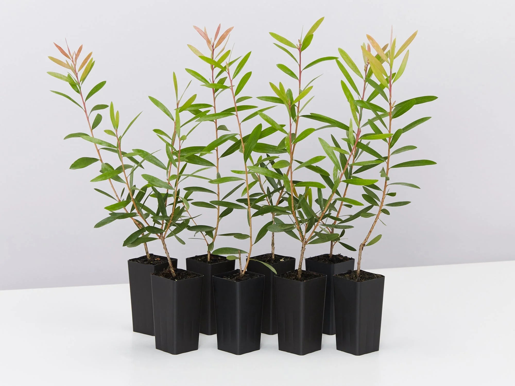 Bottlebrush Candy Burst™ (Callistemon) - Ladybird Nursery
