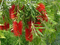 Weeping Bottlebrush Captain Cook (Callistemon viminalis) - Ladybird Nursery