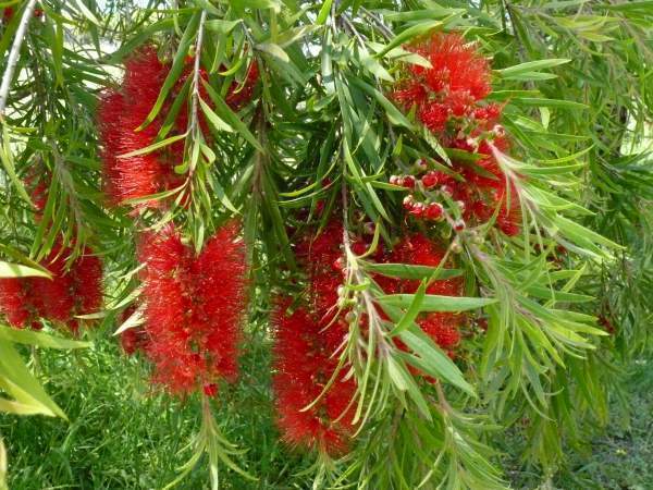 Weeping Bottlebrush Captain Cook (Callistemon viminalis) - Ladybird Nursery